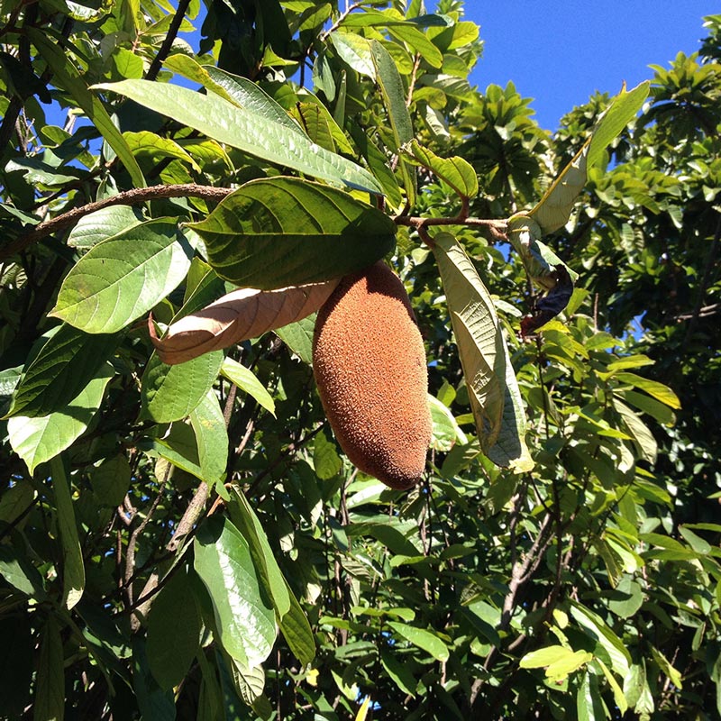 Cupuaçu