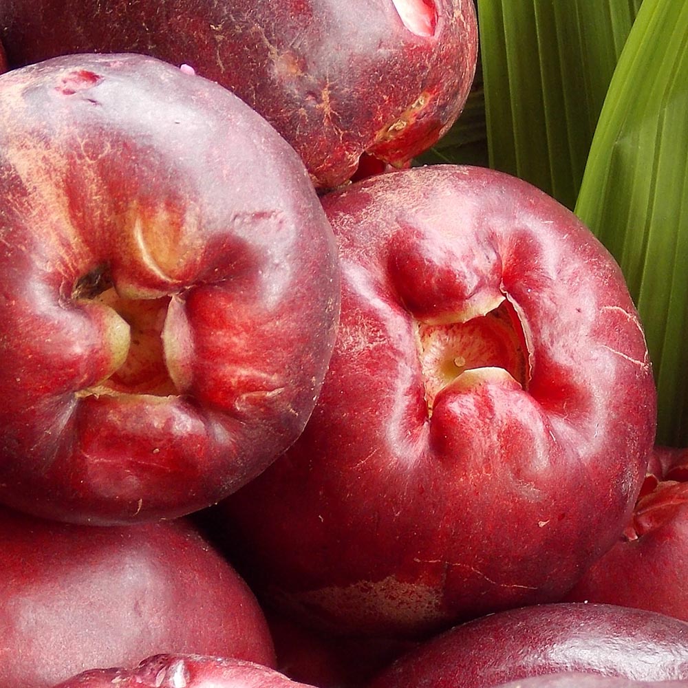Jambo Vermelho ou Jambo Rosa