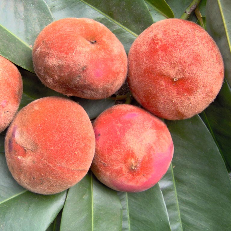 Mabolo, Pêssego da Índia ou Maçã de Veludo