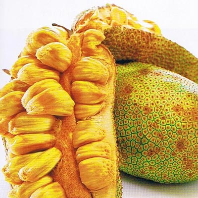 Champedaque ou Cempedak - Artocarpus integer