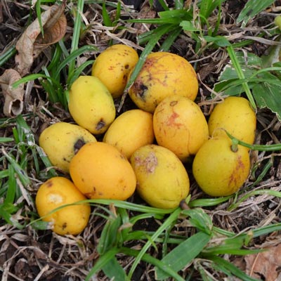 Cajamanga Anã - Spondias Macrocarpa