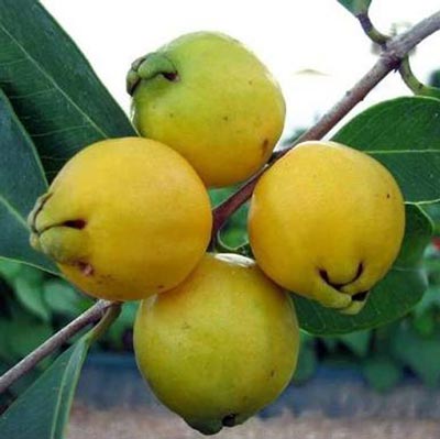 Araçá Amarelo