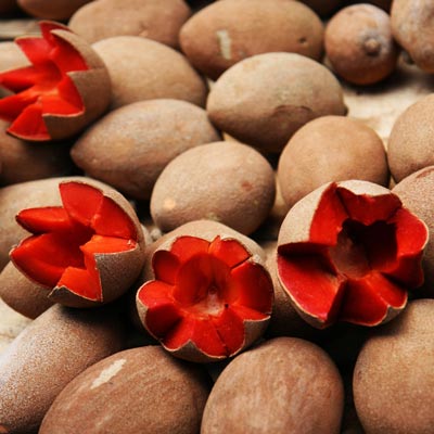 Conheça o delicioso Mamey - Pouteria Sapota