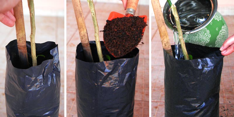 como-plantar-frutas-em-vasos-passo-01 Primeiros Cuidados com a Muda