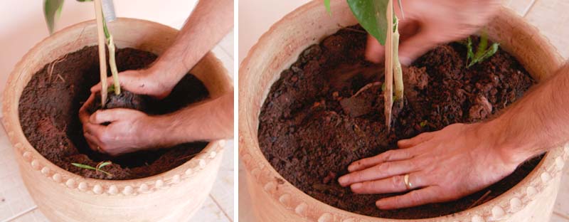 como-plantar-frutas-em-vasos-passo-03 Inserindo a muda