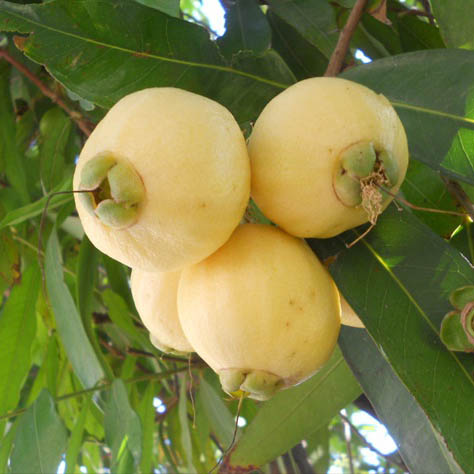 Jambo Amarelo, o mais saboroso